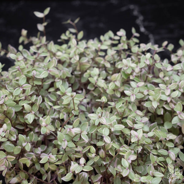 Callisia repens variegated 'Pink Lady'