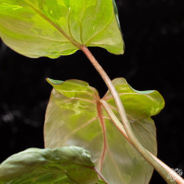 Philodendron gloriosum 'Snow Leopard' variegated *Type 3* *Grower's Choice*