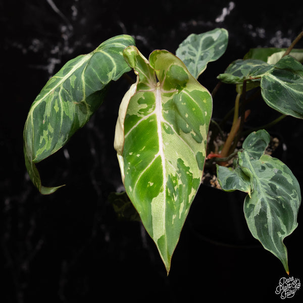 Philodendron gloriosum 'Snow Leopard' variegated *Type 3* *Grower's Choice*