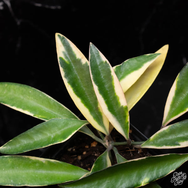 Hoya kentiana albo outer variegated *Grower's Choice*