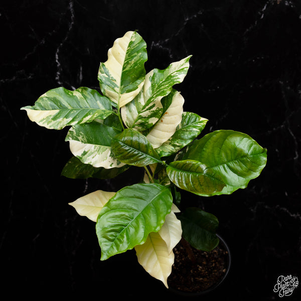 Coffea arabica variegated coffee tree (A39)