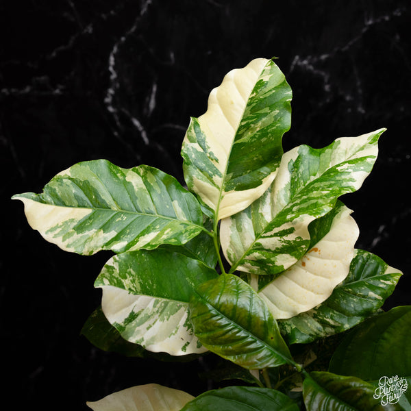 Coffea arabica variegated coffee tree (A39)