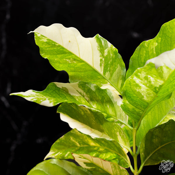 Coffea arabica variegated coffee tree (A39)