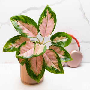Epipremnum pinnatum 'Marble' variegated (34A) – Rare Plant Fairy