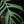 Load image into Gallery viewer, Monstera croatii (A39) XXL
