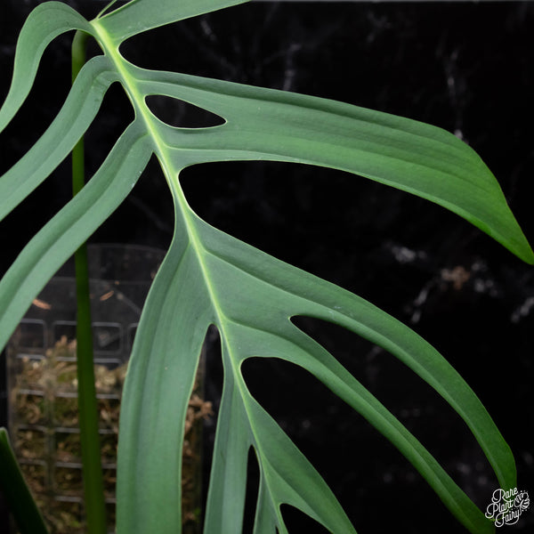 Monstera croatii (A39) XXL