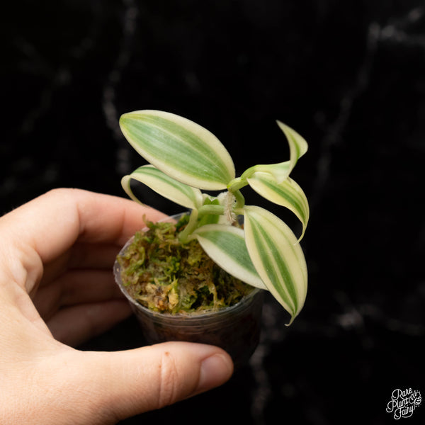 Planifolia "Vanilla Bean"  variegated orchid  *Grower's choice*