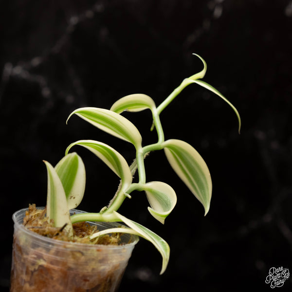 Planifolia "Vanilla Bean"  variegated orchid  *Grower's choice*