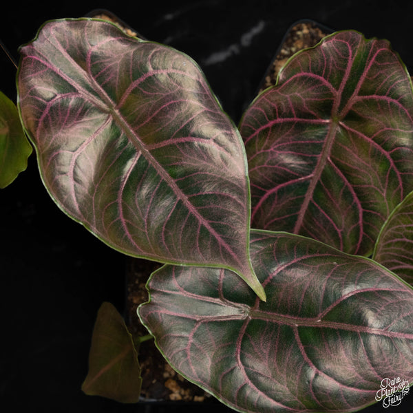 Alocasia azlanii *Grower's choice*