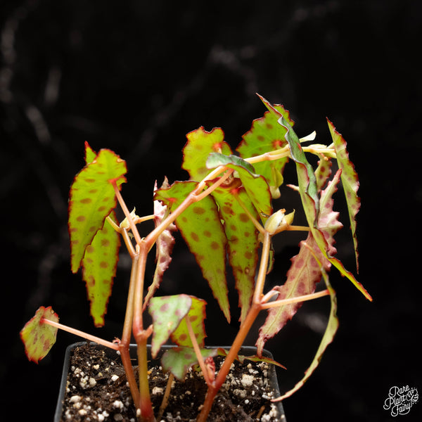 Begonia amphioxus *Grower's choice*