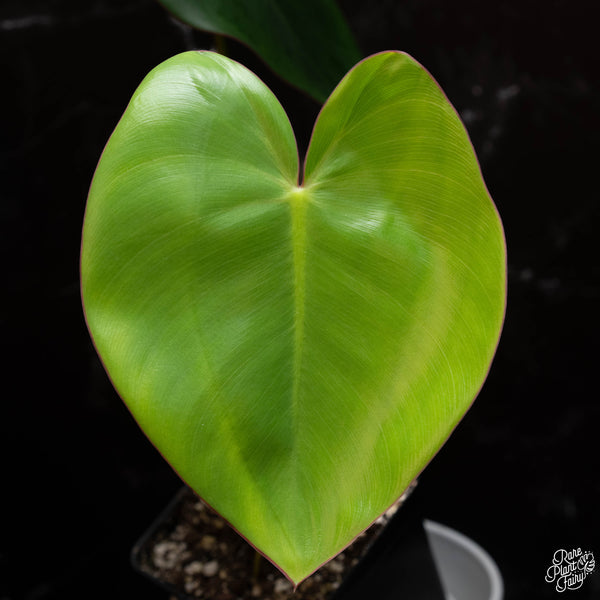 Philodendron Ricardoi *Grower's choice*