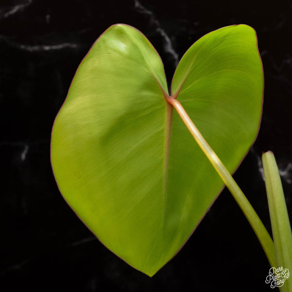 Philodendron Ricardoi *Grower's choice*