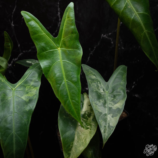 Alocasia longiloba variegated *corming size* *Grower's choice*