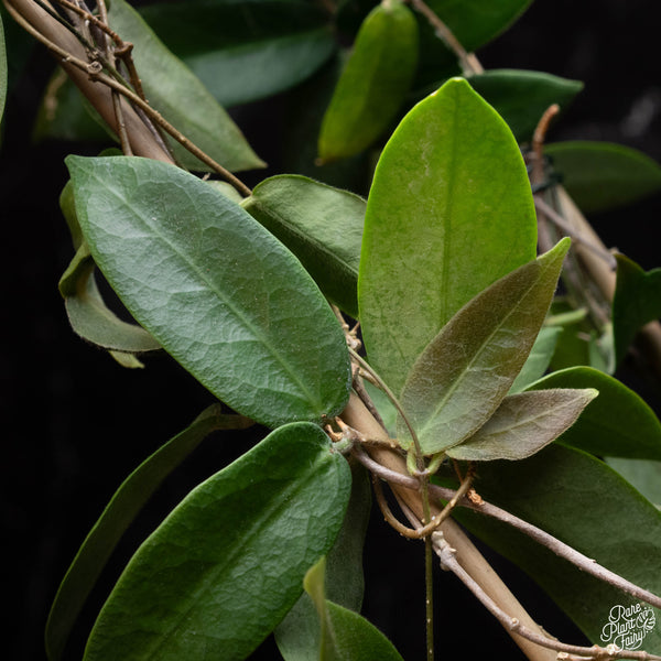 Hoya patella pink *Grower's Choice*