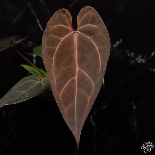 Variegated Anthurium Red Velvet Cake '24' x Dark and Handsome '9' by DocBlock® (A40) *dark & narrow*