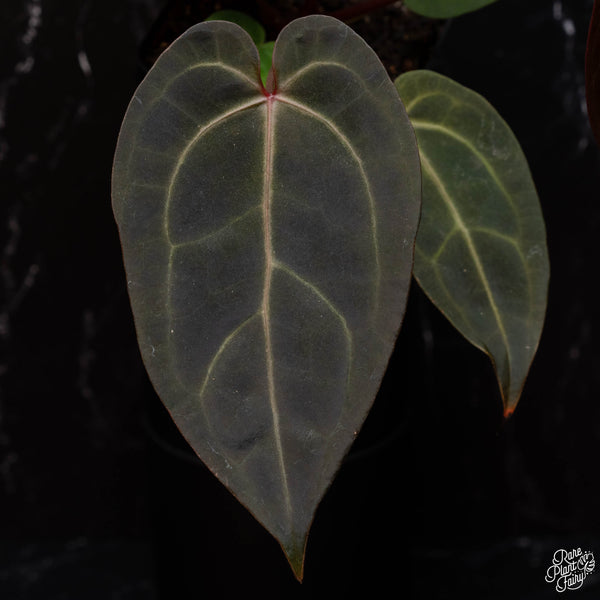 Variegated Anthurium Red Velvet Cake '24' x Dark and Handsome '9' by DocBlock® (A40) *dark & narrow*