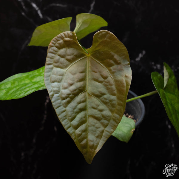 Anthurium forgetii x luxurians (C40)