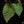 Load image into Gallery viewer, Anthurium forgetii x luxurians (C40)
