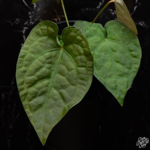 Anthurium forgetii x luxurians (C40)