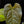 Load image into Gallery viewer, Anthurium forgetii x luxurians (C40)
