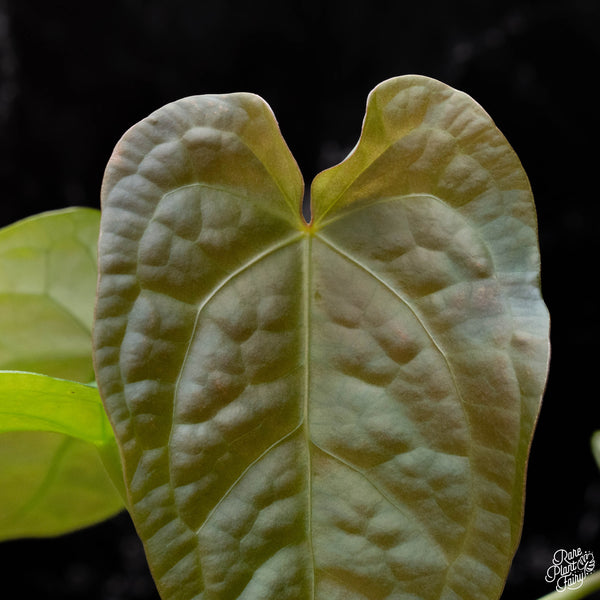 Anthurium forgetii x luxurians (C40)