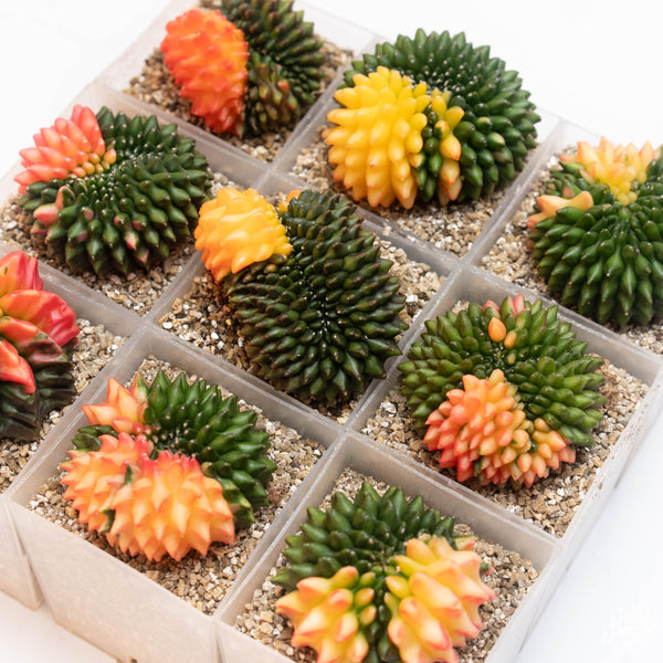 Gymnocalycium mihanovichii Inermis Cristata ‘Spineless’ variegated cactus