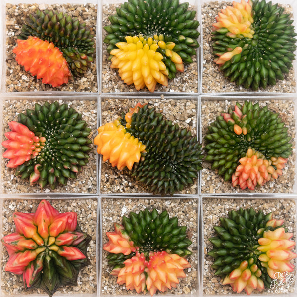 Gymnocalycium mihanovichii Inermis Cristata ‘Spineless’ variegated cactus