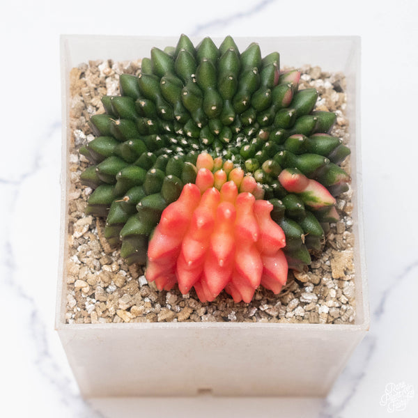 Gymnocalycium mihanovichii Inermis Cristata ‘Spineless’ variegated cactus