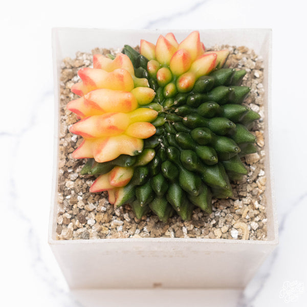 Gymnocalycium mihanovichii Inermis Cristata ‘Spineless’ variegated cactus