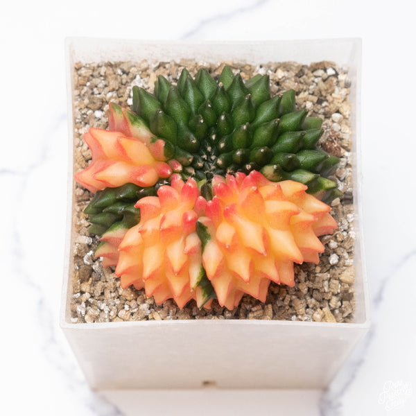 Gymnocalycium mihanovichii Inermis Cristata ‘Spineless’ variegated cactus