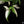 Load image into Gallery viewer, Syngonium angustatum albo variegated (A40)
