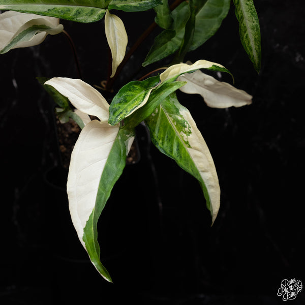 Syngonium angustatum albo variegated (A40)