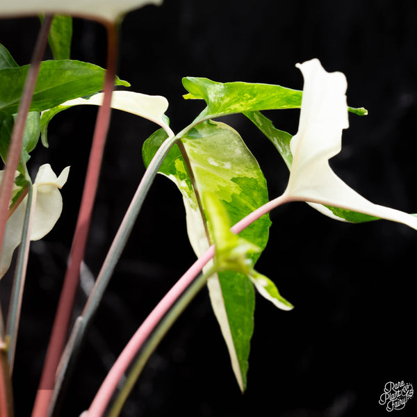 Syngonium angustatum albo variegated (A40)