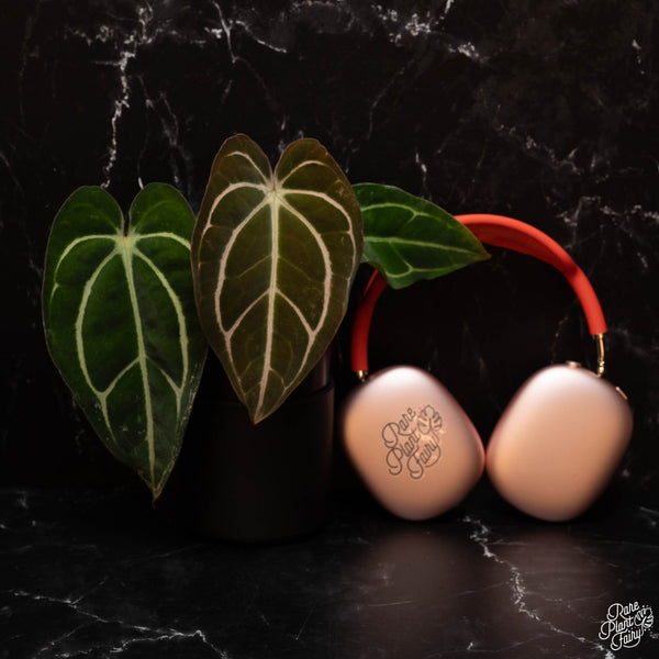 Anthurium carlablackiae #4 x #1 by Rory Antolak (D29)