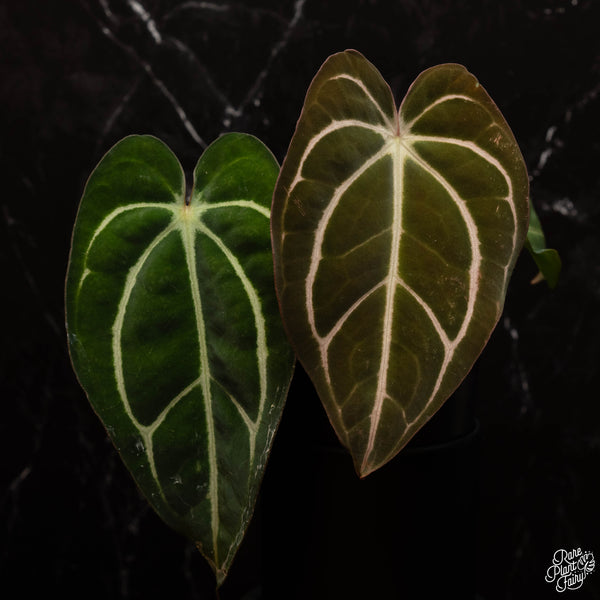 Anthurium carlablackiae #4 x #1 by Rory Antolak (D29)