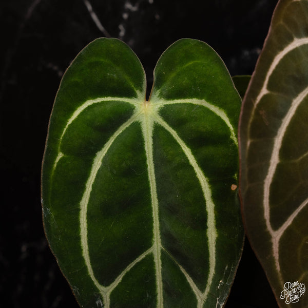 Anthurium carlablackiae #4 x #1 by Rory Antolak (D29)