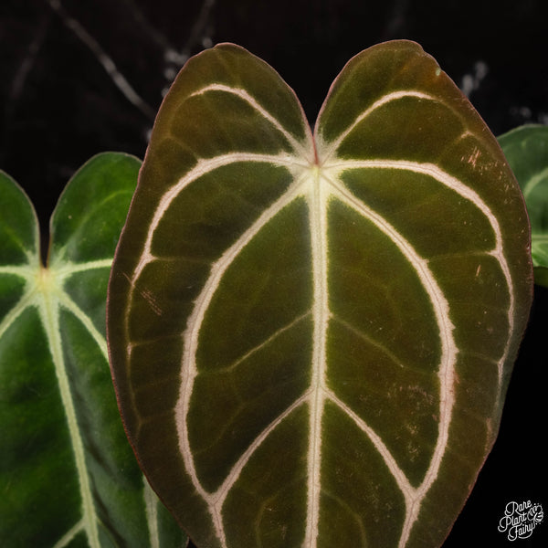 Anthurium carlablackiae #4 x #1 by Rory Antolak (D29)