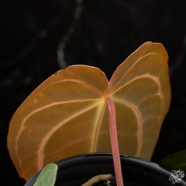 Anthurium carlablackiae #4 x #1 by Rory Antolak (D29)