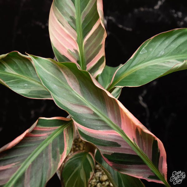 Musa 'Nono' pink variegated banana tree *Grower's choice*