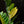 Load image into Gallery viewer, Zamioculcas zamifolia zz aurea variegated *Growers choice*
