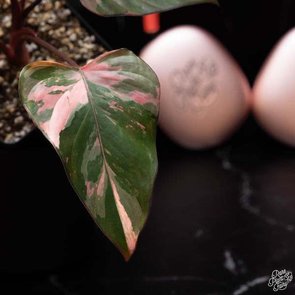 Homalomena cf. aromatica (Spreng.) variegated 'Pink Diamond' (B40)