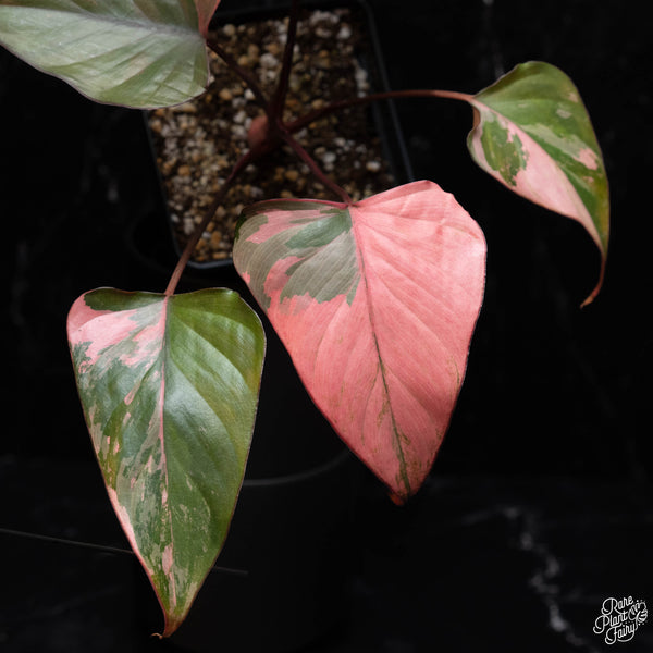 Homalomena cf. aromatica (Spreng.) variegated 'Pink Diamond' (B40)