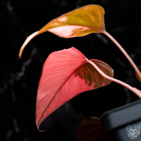 Homalomena cf. aromatica (Spreng.) variegated 'Pink Diamond' (B40)