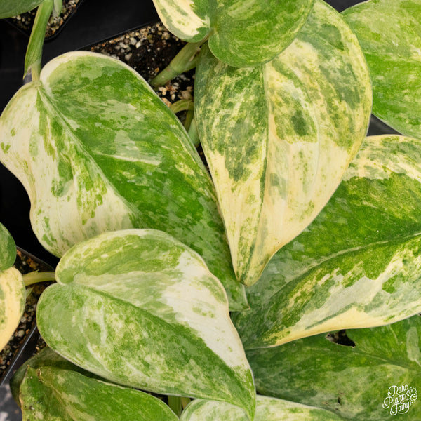 Scindapsus pictus 'Mangurai' variegated *Growers choice*