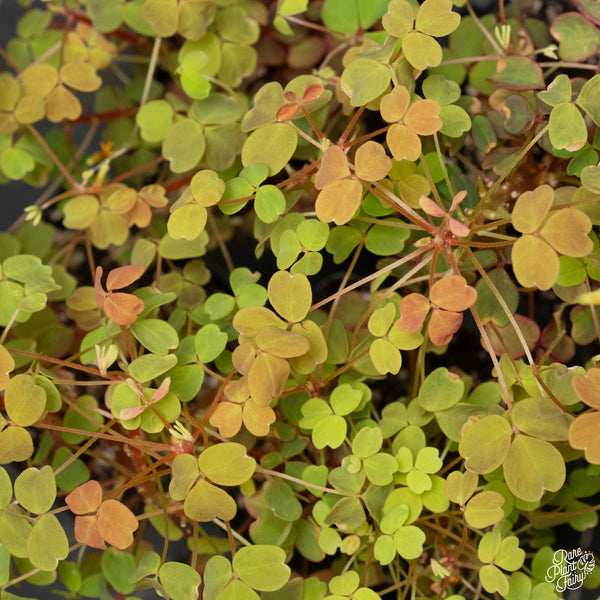 Oxalis spiralis vulcanicola 'Sunset Velvet' *Grower's Choice*