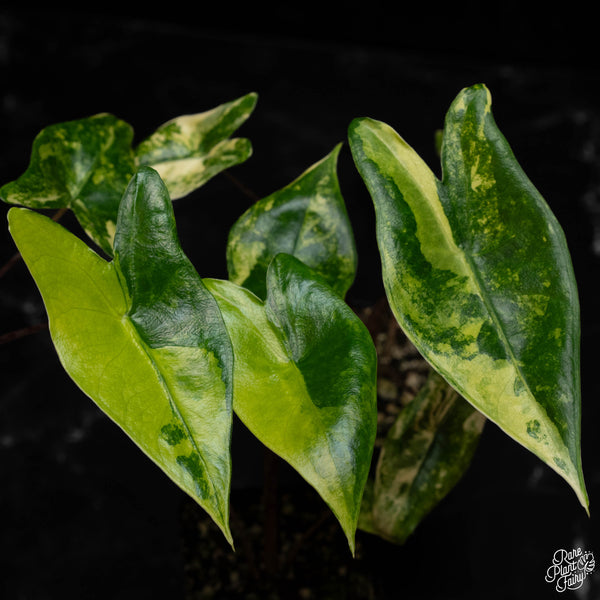 Alocasia zebrina variegated *Grower's choice*