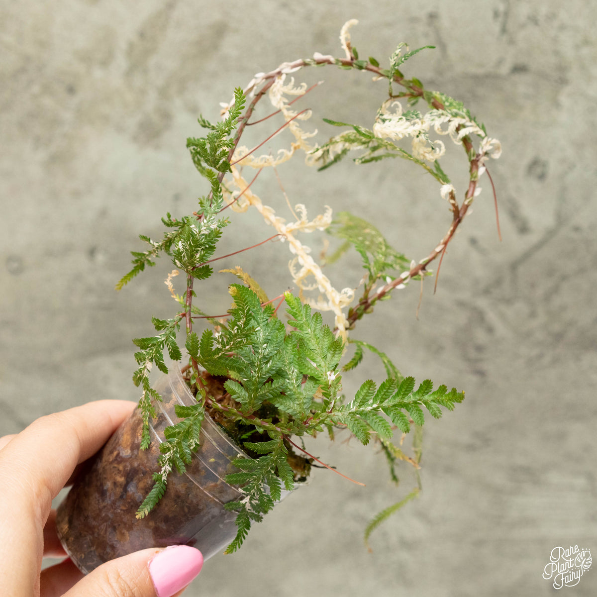 Selaginella Plana variegated fern ‘Papua Snow’ (31A) – Rare Plant Fairy