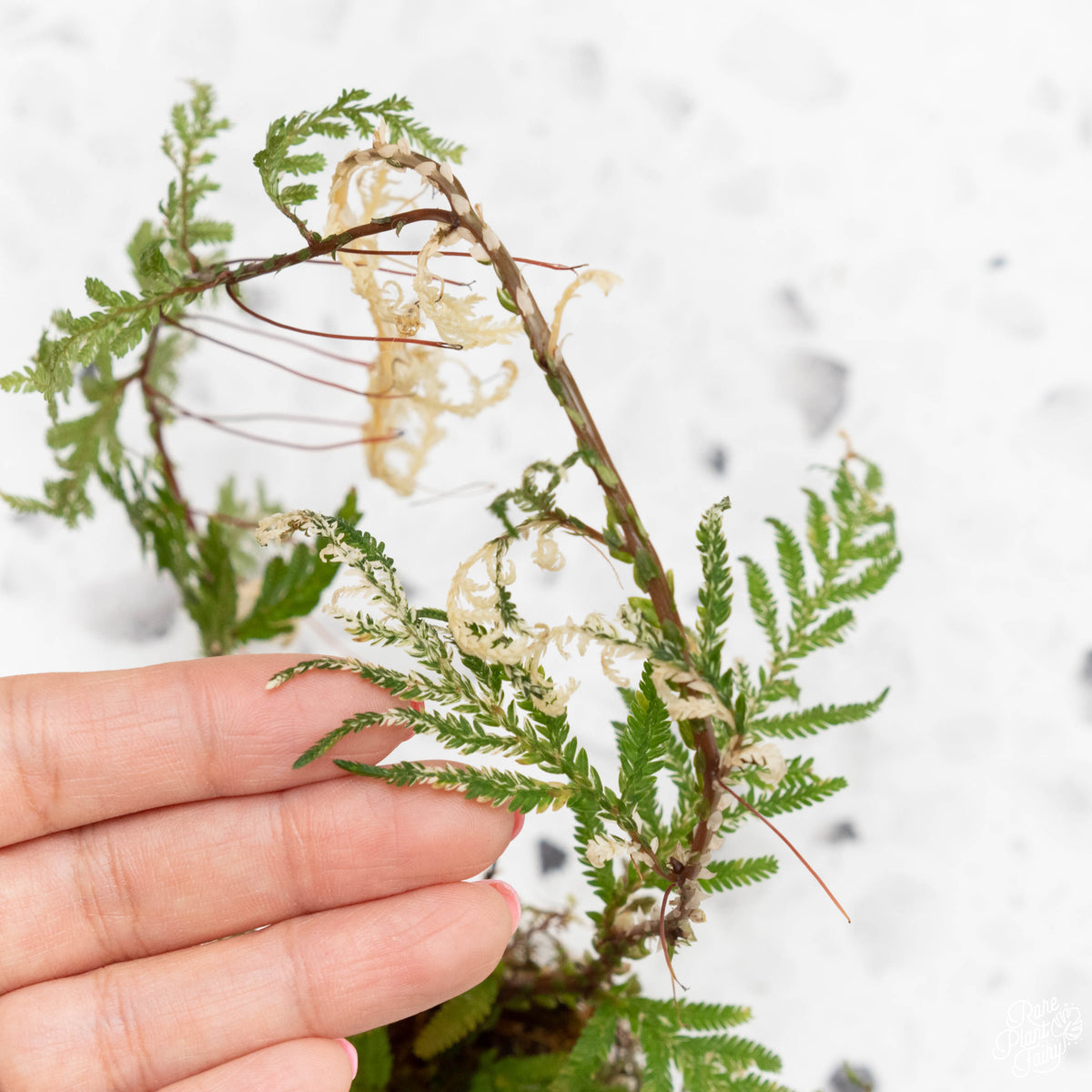 Selaginella Plana variegated fern ‘Papua Snow’ (31A) – Rare Plant Fairy