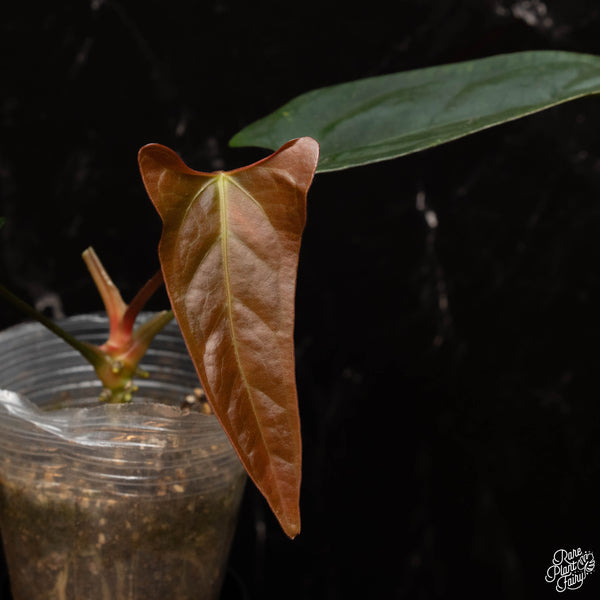 Anthurium portillae x self (E30)