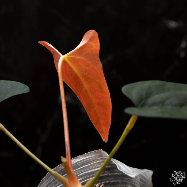 Anthurium portillae x self (E30)